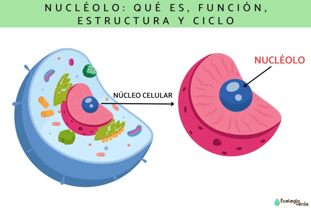 Diferencia entre nucléolo y núcleo