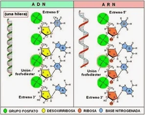 Diferencia entre nucleótido y ácido nucleico