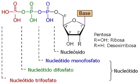 Diferencia entre nucleótido y nucleósido