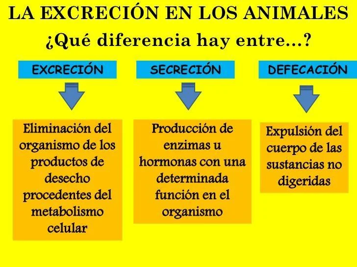 Diferencia entre secreción y excreción
