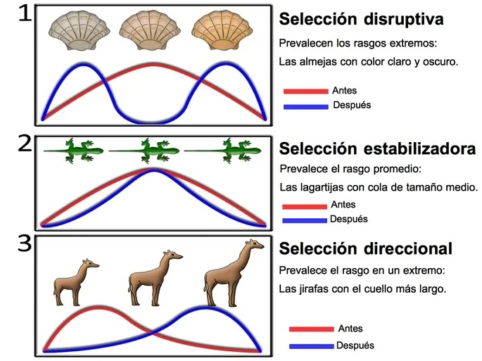 Diferencia entre selección direccional y disruptiva