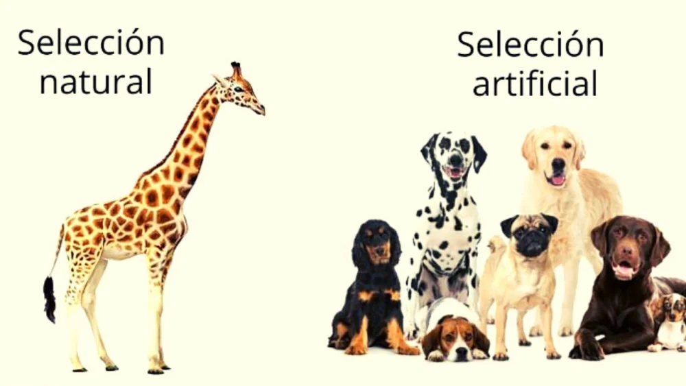 Diferencia entre selección natural y artificial