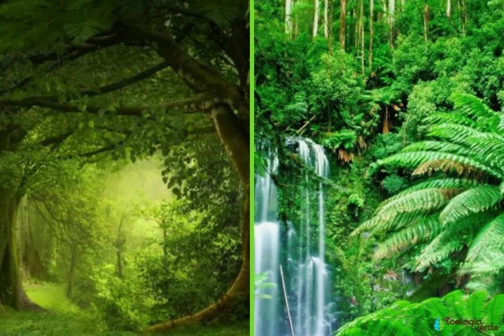 Diferencia entre selva tropical y bosque caducifolio