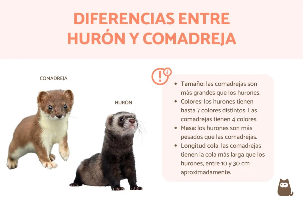 Diferencia entre visón y comadreja