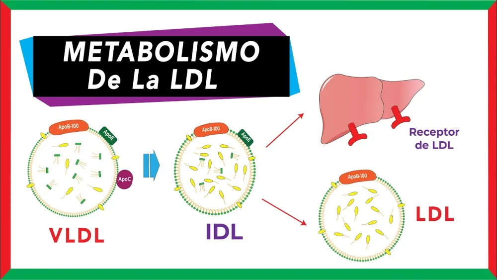 Diferencia entre VLDL y LDL