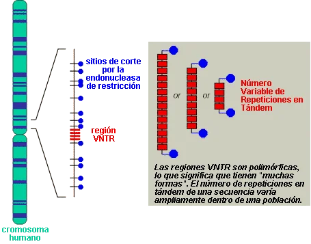 Diferencia entre VNTR y STR