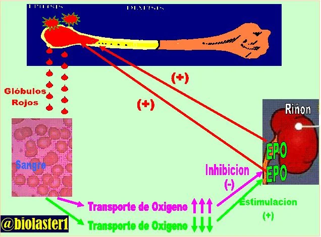 ¿Qué hormona estimula la producción de glóbulos rojos?