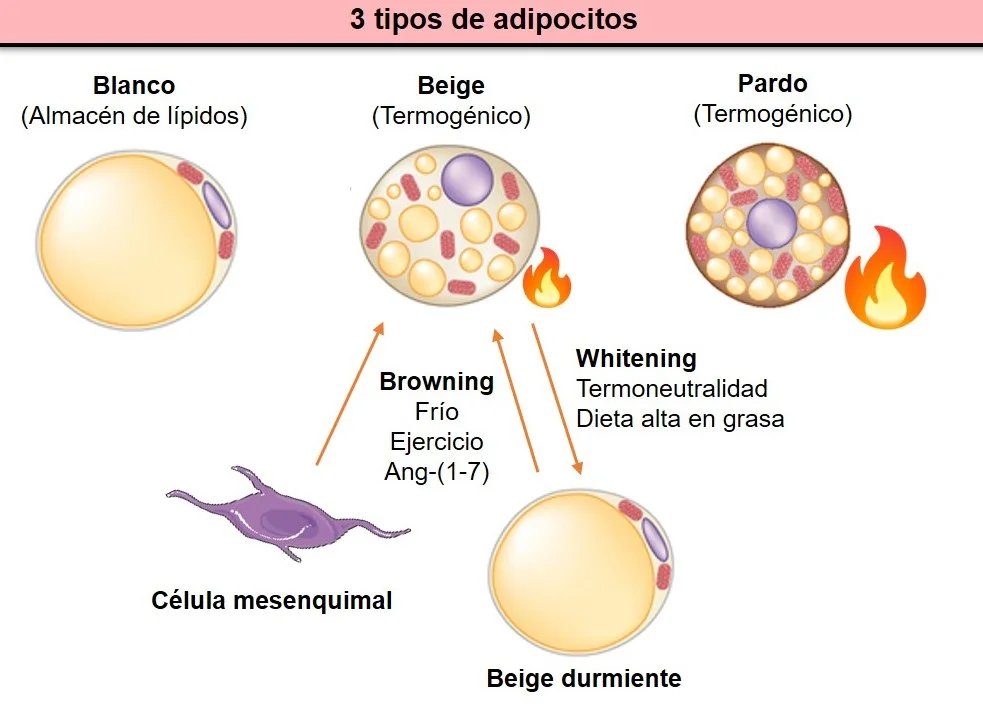 ¿Qué les sucede a las células adiposas en la obesidad?