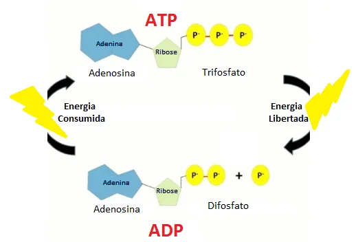 Diferencia entre ADP y ATP Ciencia
