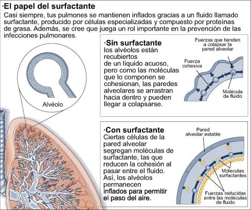 Diferencia entre adyuvante y surfactante Ciencia