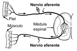 Diferencia entre aferente y eferente Ciencia