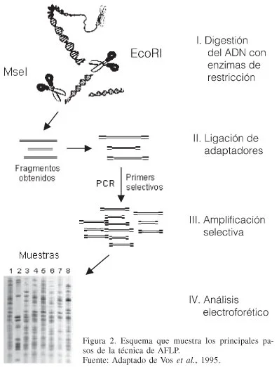 Diferencia entre AFLP y RFLP Ciencia
