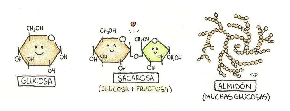 Diferencia entre azúcar y almidón