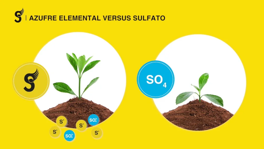 Diferencia entre azufre y sulfato