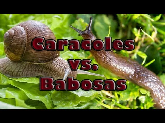 Diferencia entre babosa y caracol