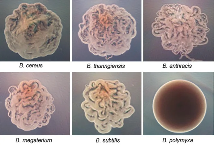 Diferencia entre Bacillus cereus y Bacillus thuringiensis