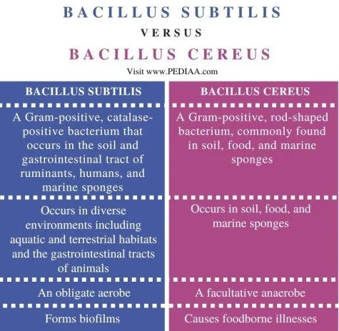 Diferencia entre Bacillus subtilis y Bacillus cereus