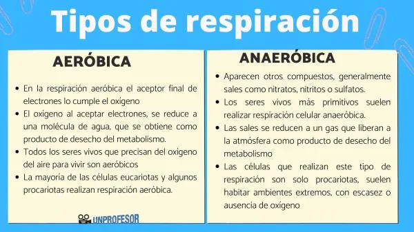 Diferencia entre bacterias aeróbicas y anaeróbicas