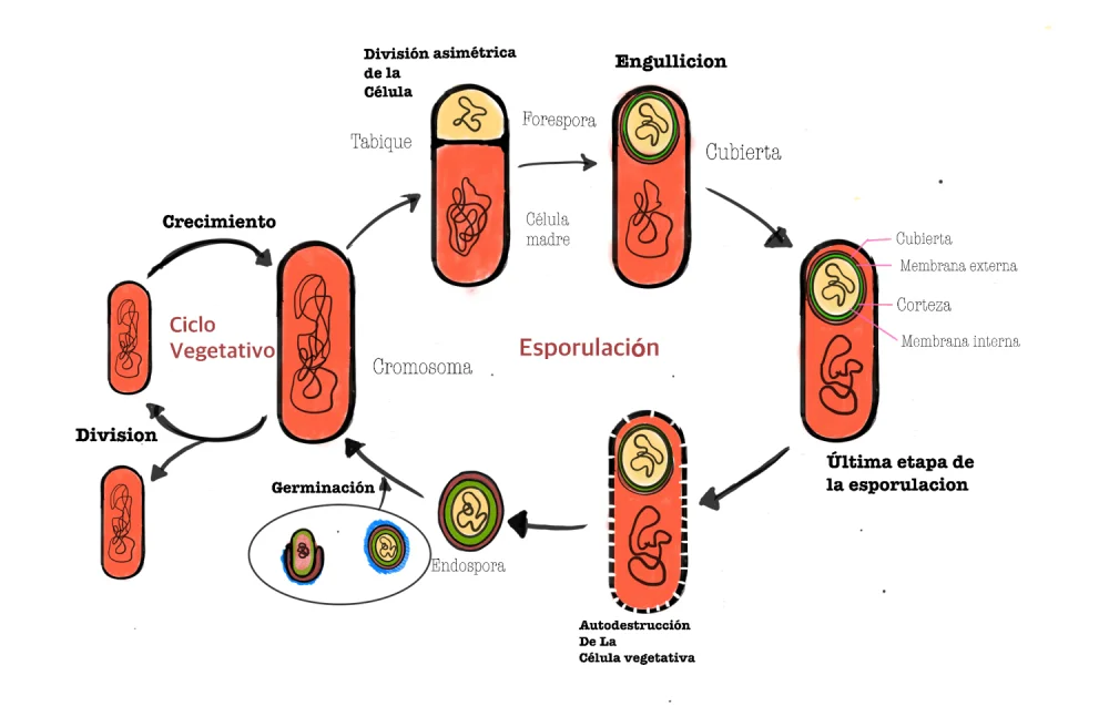 Diferencia entre bacterias formadoras de esporas y bacterias no formadoras de esporas