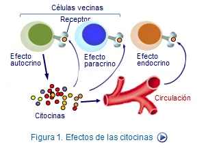 Diferencia entre citocinas y quimiocinas