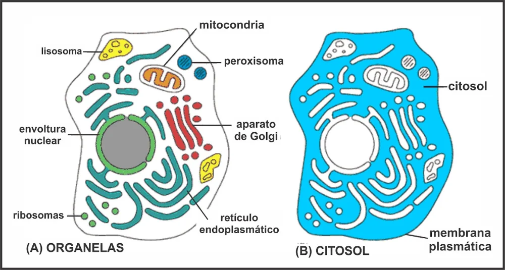 Diferencia entre citoplasma y citoesqueleto