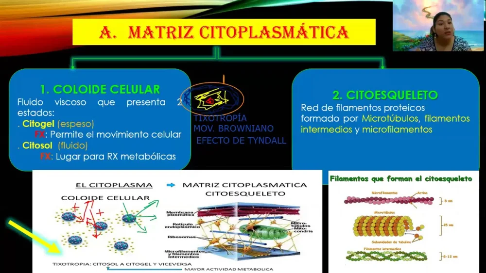 Diferencia entre citoplasma y matriz citoplasmática