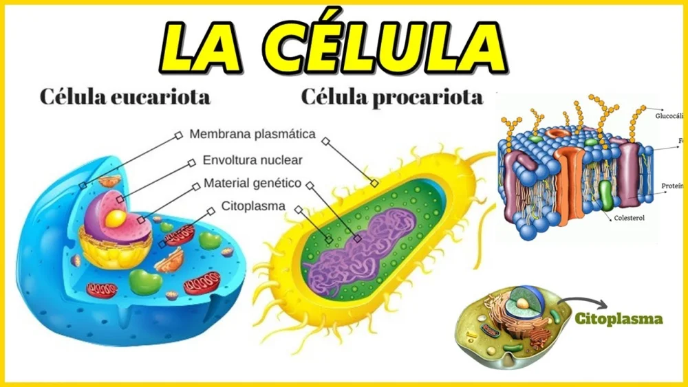 Diferencia entre citoplasma y núcleo
