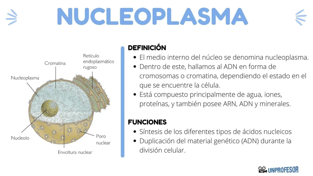 Diferencia entre citoplasma y nucleoplasma