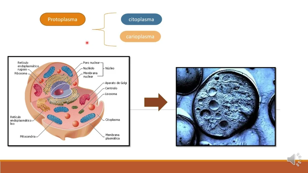 Diferencia entre citoplasma y protoplasma