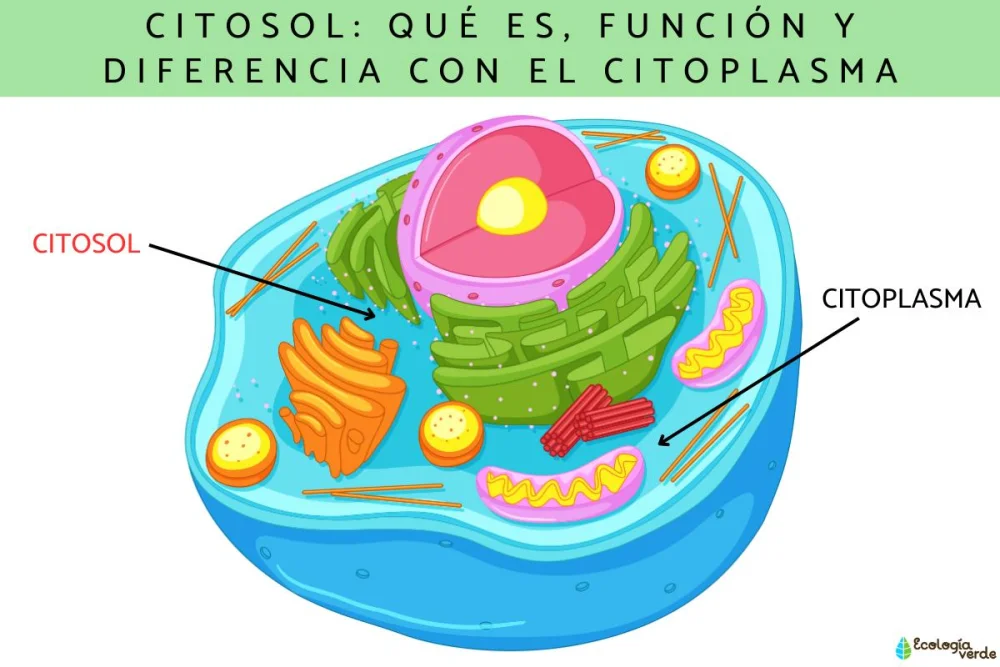 Diferencia entre citosol y citoplasma