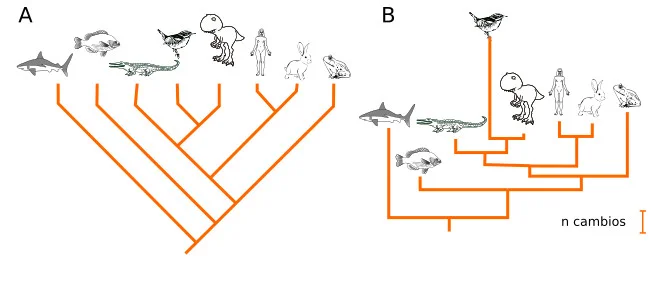 Diferencia entre cladograma y árbol filogenético