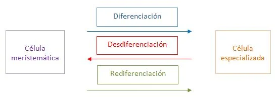 Diferencia entre desdiferenciación y rediferenciación