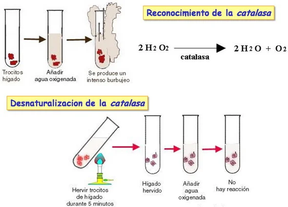 Diferencia entre desnaturalización y coagulación
