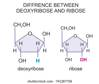 Diferencia entre desoxirribosa y ribosa