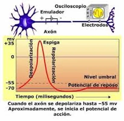 Diferencia entre despolarización y repolarización