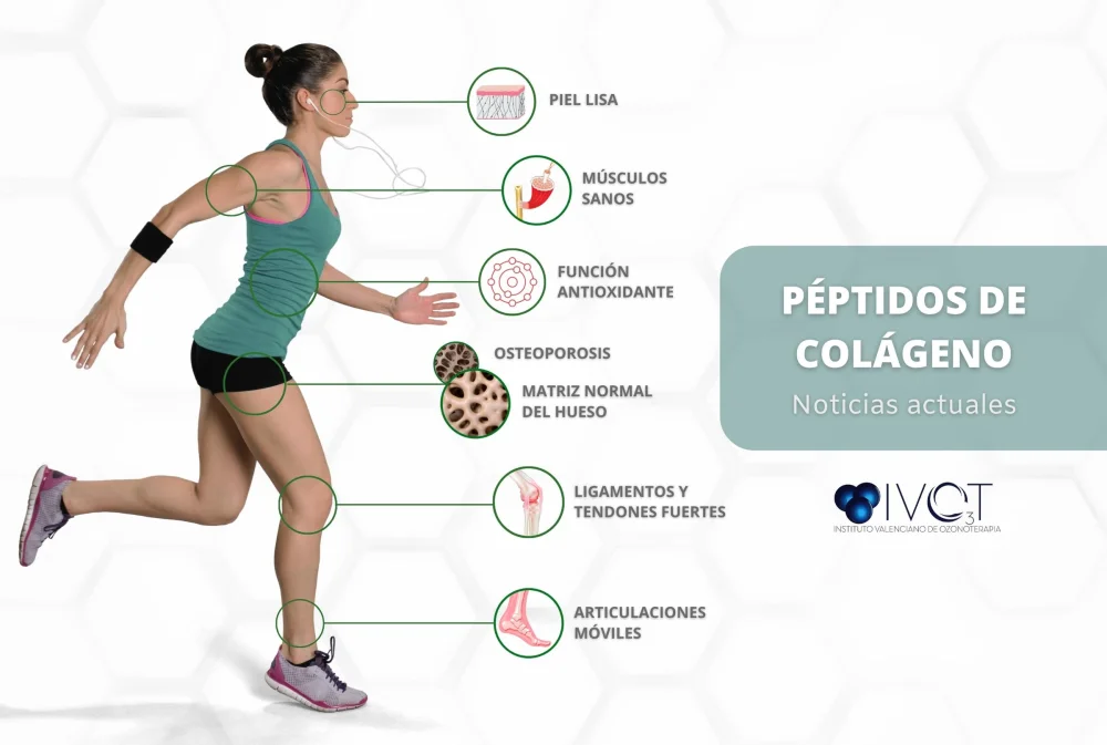 Diferencia entre el colágeno y los péptidos de colágeno