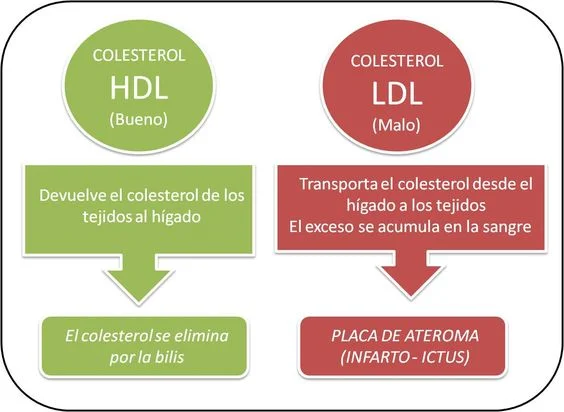 Diferencia entre el colesterol HDL y el no HDL