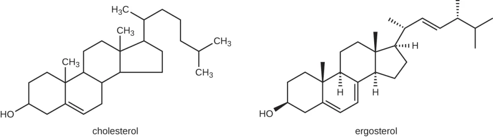 Diferencia entre el colesterol y el ergosterol