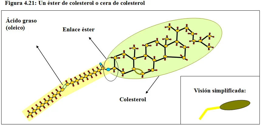 Diferencia entre el colesterol y el éster de colesterol