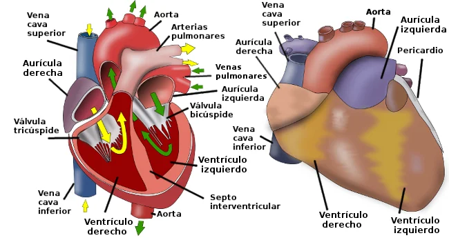 Diferencia entre el corazón humano y el corazón animal