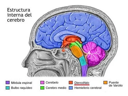 Diferencia entre el tálamo y el hipotálamo