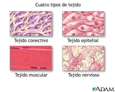 Diferencia entre el tejido muscular y el tejido nervioso
