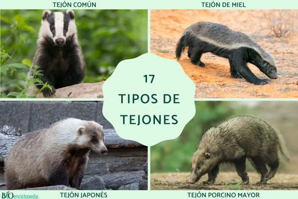 Diferencia entre el tejón y el tejón de miel