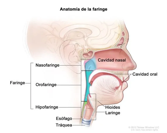 Diferencia entre faringe y laringe