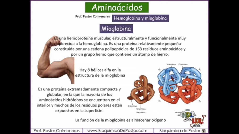 Diferencia entre hemoglobina y mioglobina