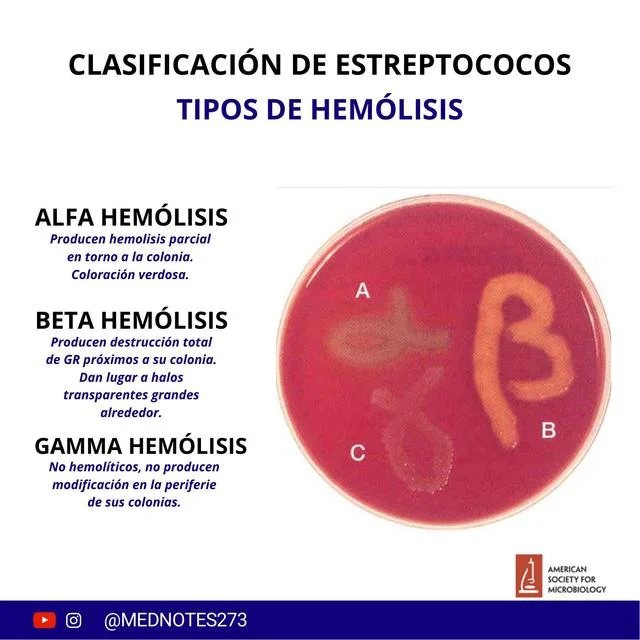 Diferencia entre hemólisis alfa y beta