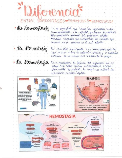 Diferencia entre hemostasia y homeostasis