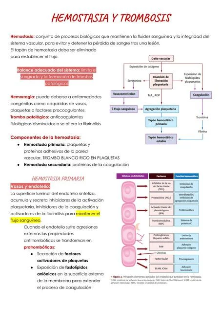 Diferencia entre hemostasia y trombosis