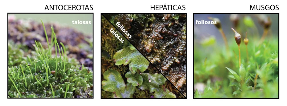 Diferencia entre hepáticas y antocerotas