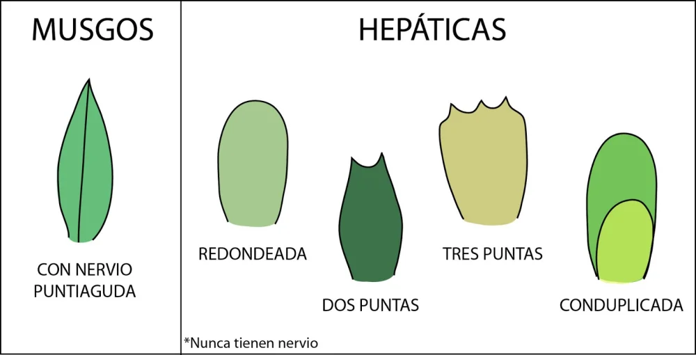 Diferencia entre hepáticas y musgos